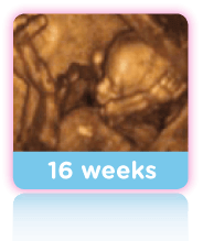 21 Week Baby Scan